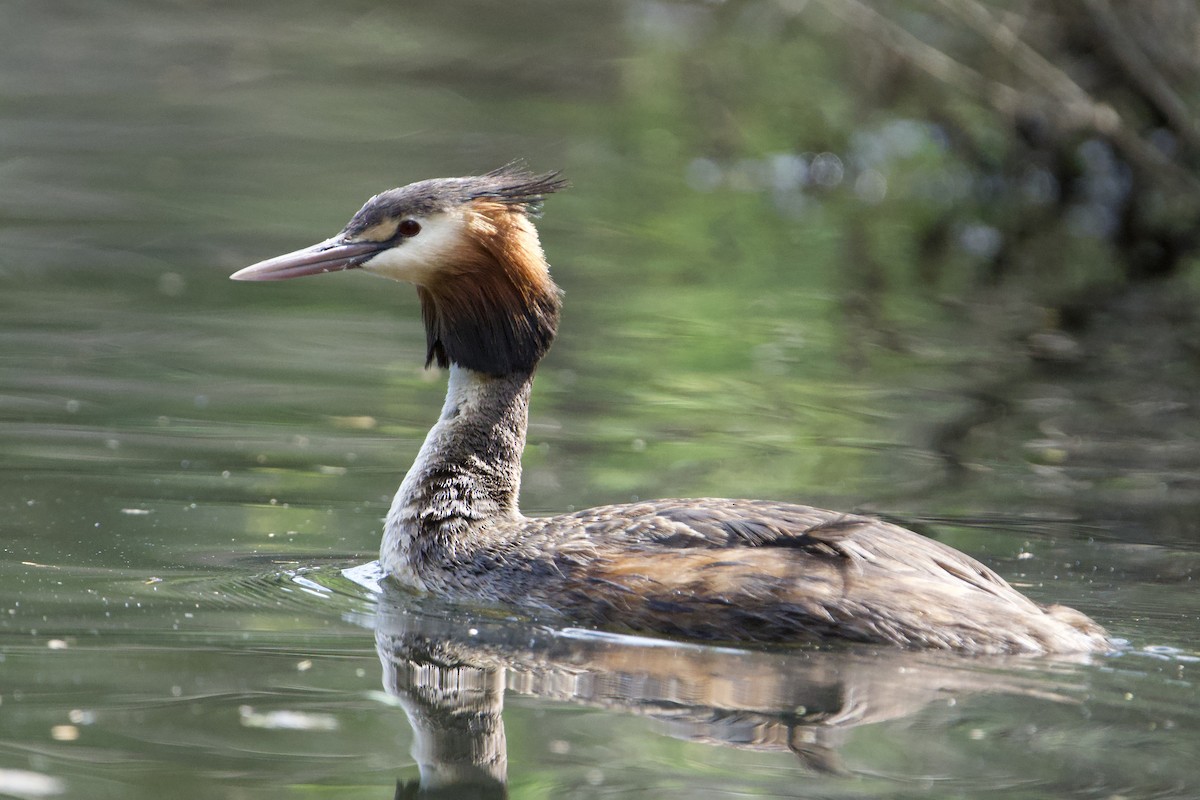 Haubentaucher - ML647064562