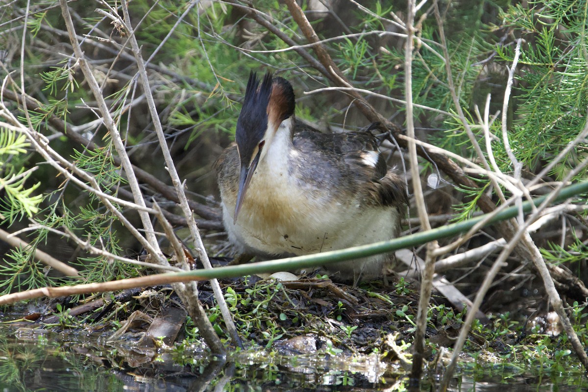 Haubentaucher - ML647064563