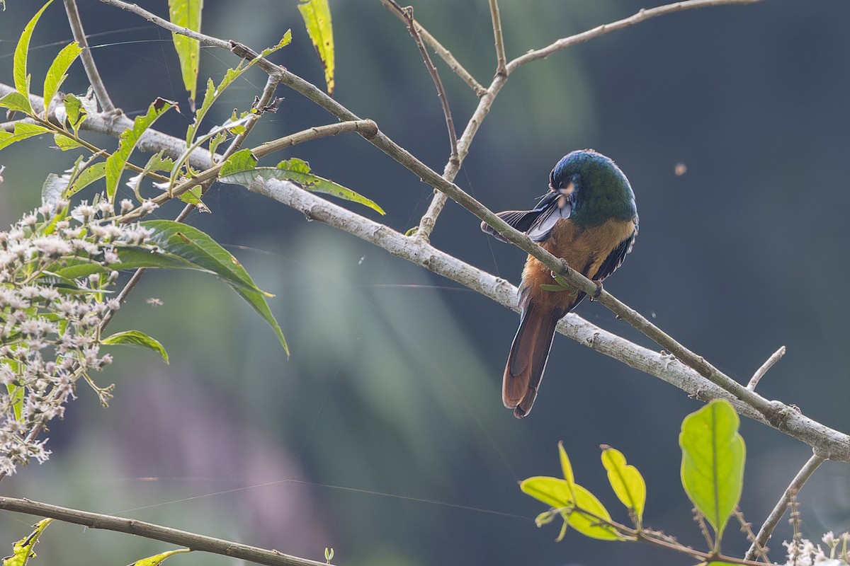 Blaustirn-Glanzvogel - ML647064564