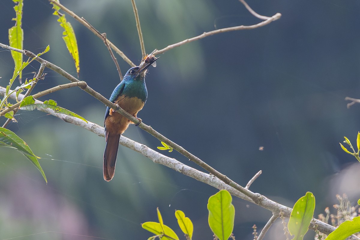 Blaustirn-Glanzvogel - ML647064565