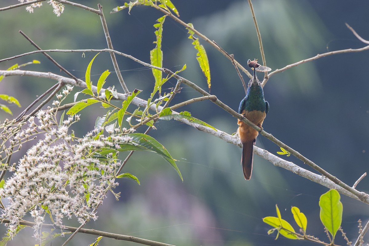 Blaustirn-Glanzvogel - ML647064566