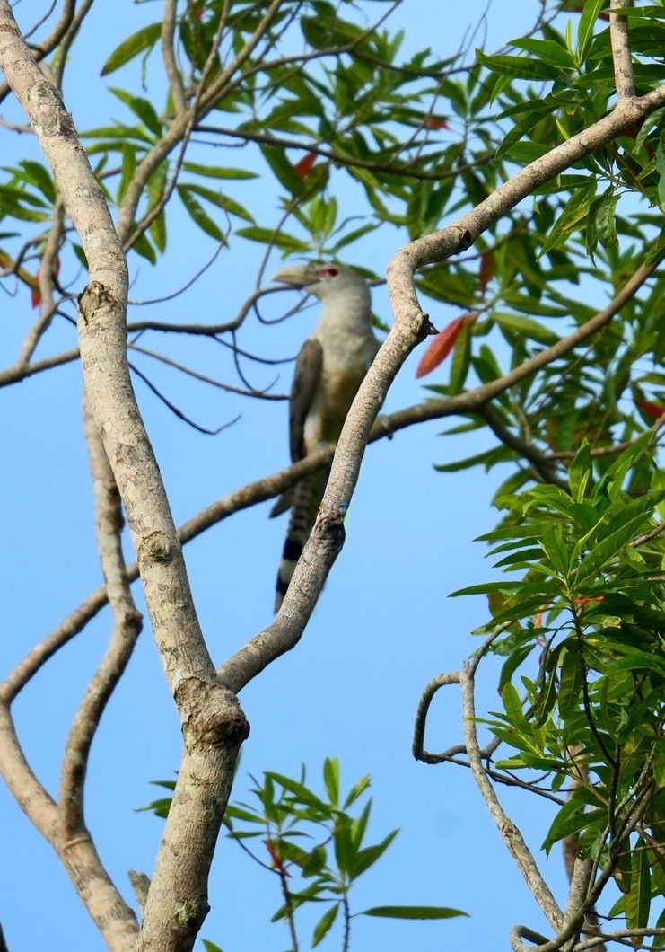 Nashornkuckuck - ML647064567