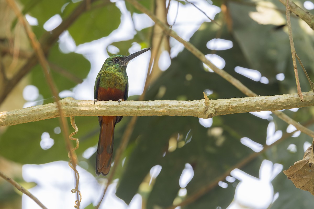 Blaustirn-Glanzvogel - ML647064568