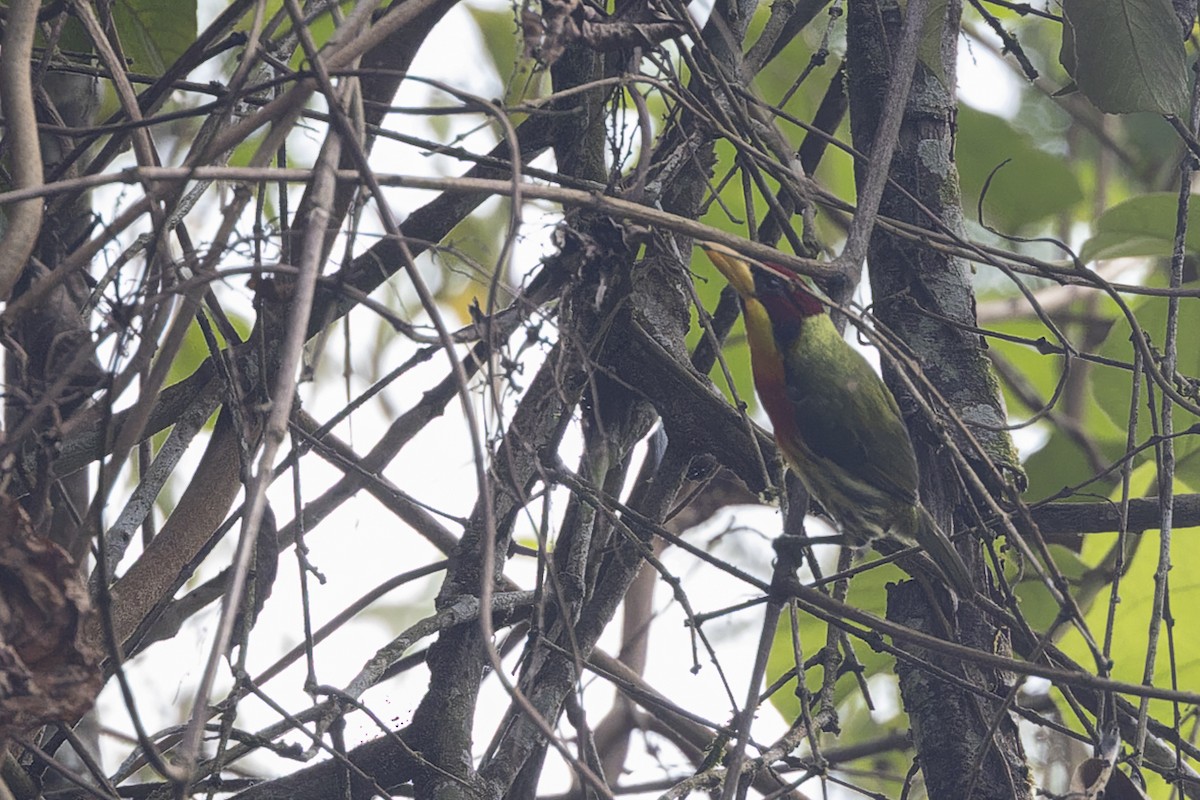 Goldbrust-Bartvogel - ML647064571