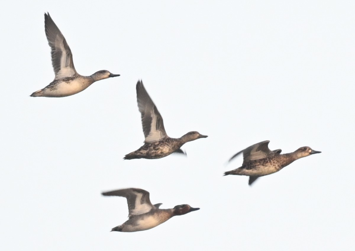 Gluckente - ML647064572