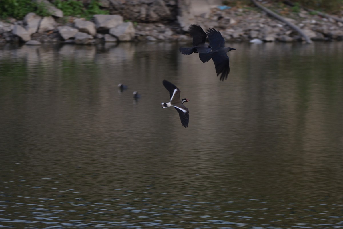 Rotlappenkiebitz - ML647064573