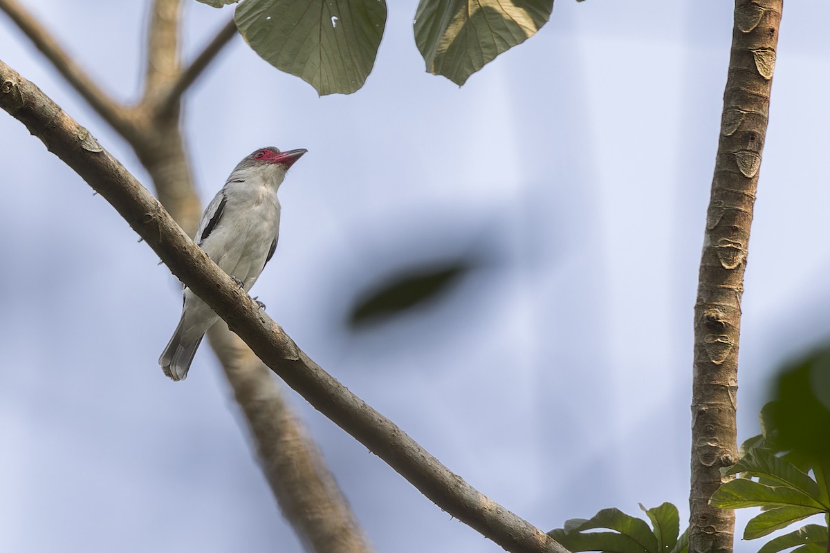 Weißnackenbekarde - ML647064574