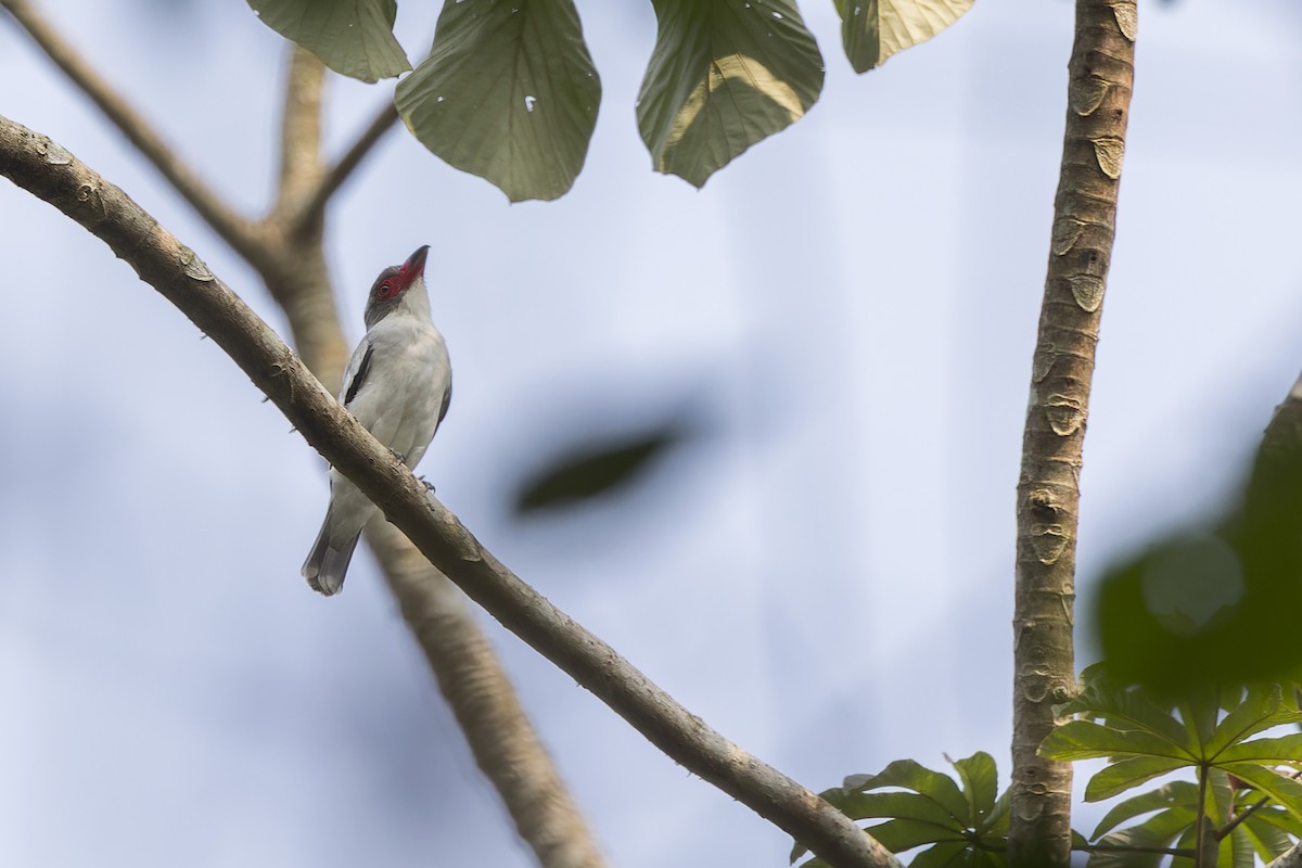 Weißnackenbekarde - ML647064575