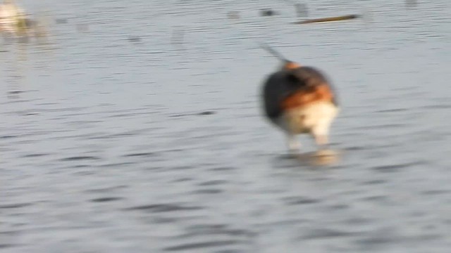 Kiebitz - ML647064577