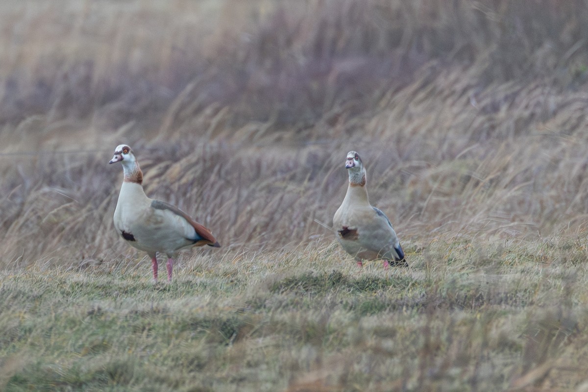 Nilgans - ML647064579