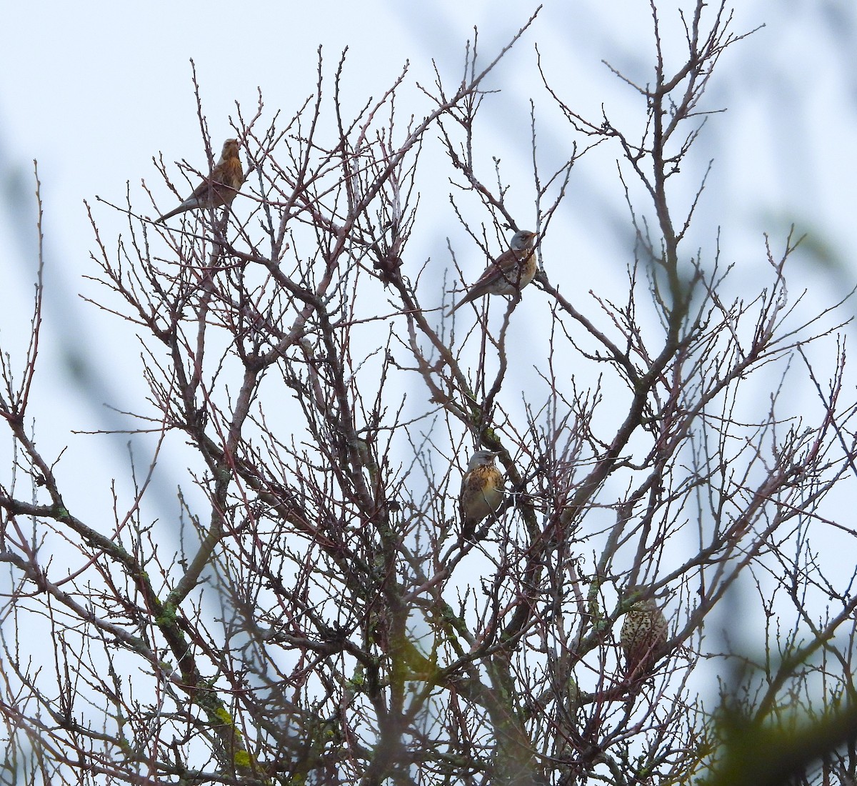 Wacholderdrossel - ML647064580