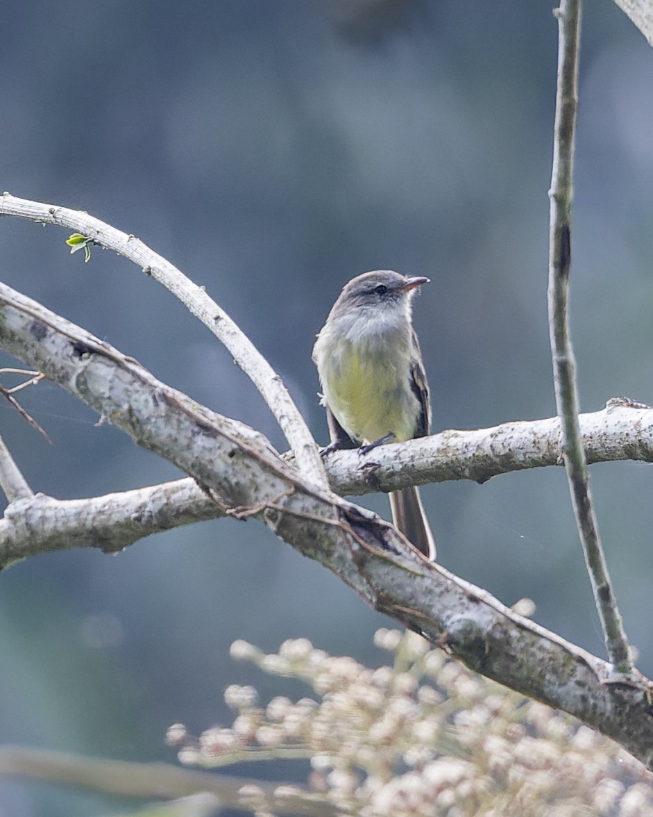 Weißscheitel-Olivtyrann - ML647064582