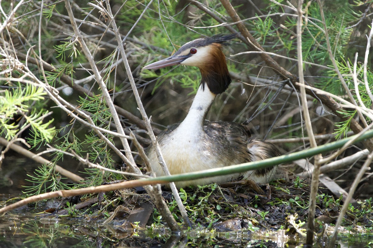 Haubentaucher - ML647064583