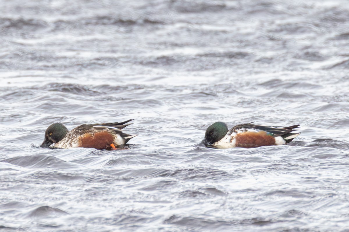 Löffelente - ML647064585