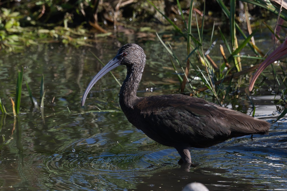 Beltzaran musuzuria - ML647064588