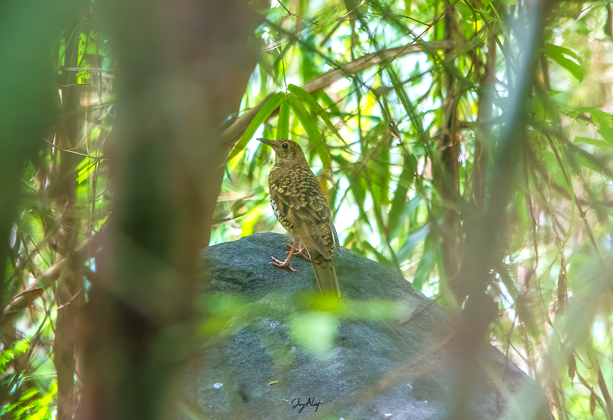 Grive dorée - ML647064598