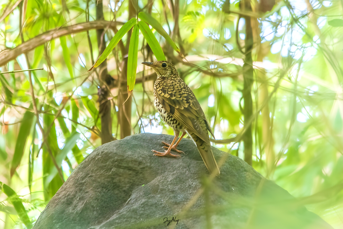 Grive dorée - ML647064599