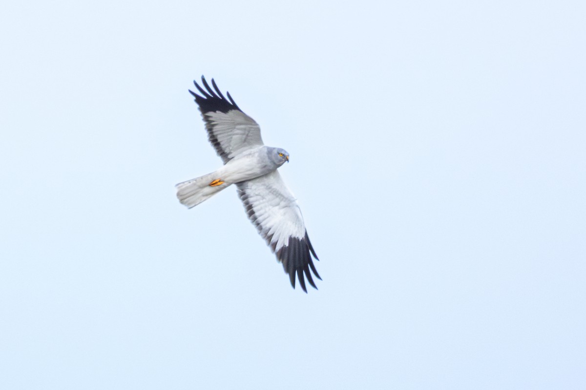 זרון תכול - ML647064601