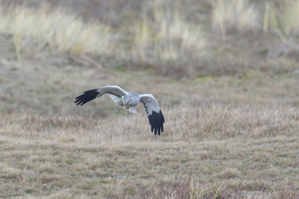 זרון תכול - ML647064603