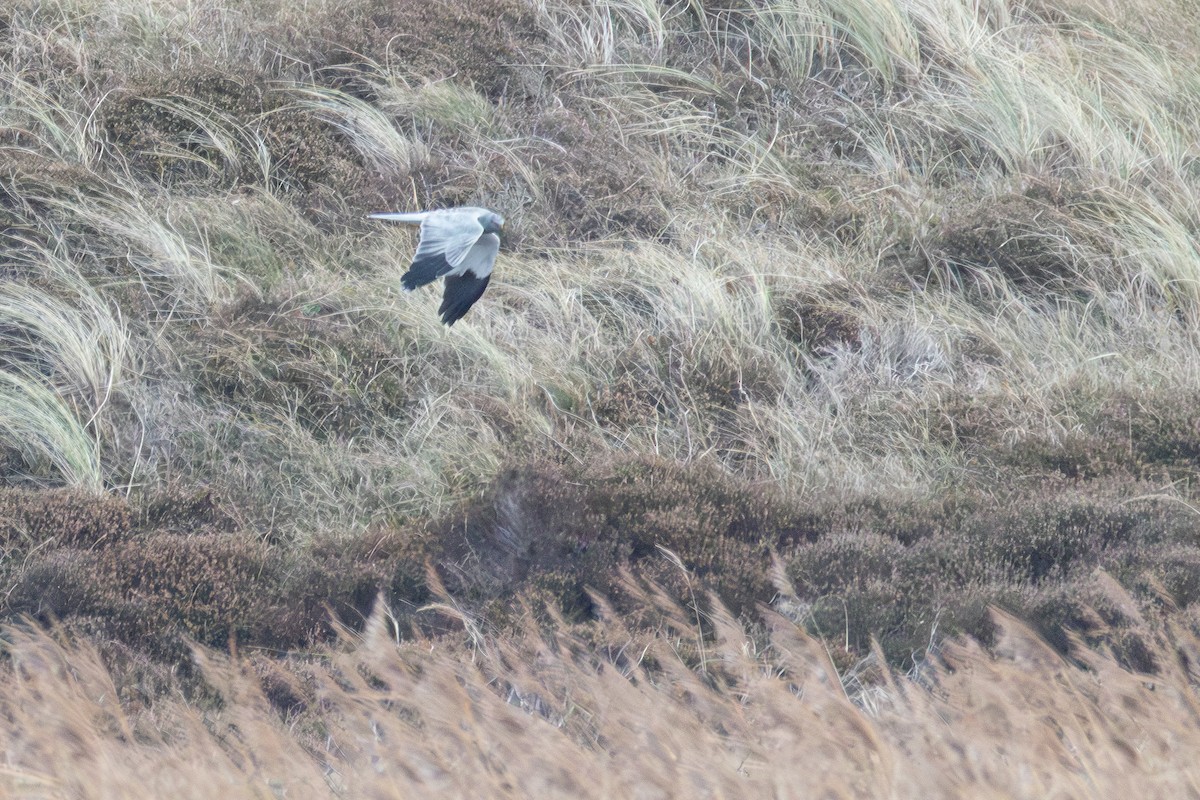 זרון תכול - ML647064604