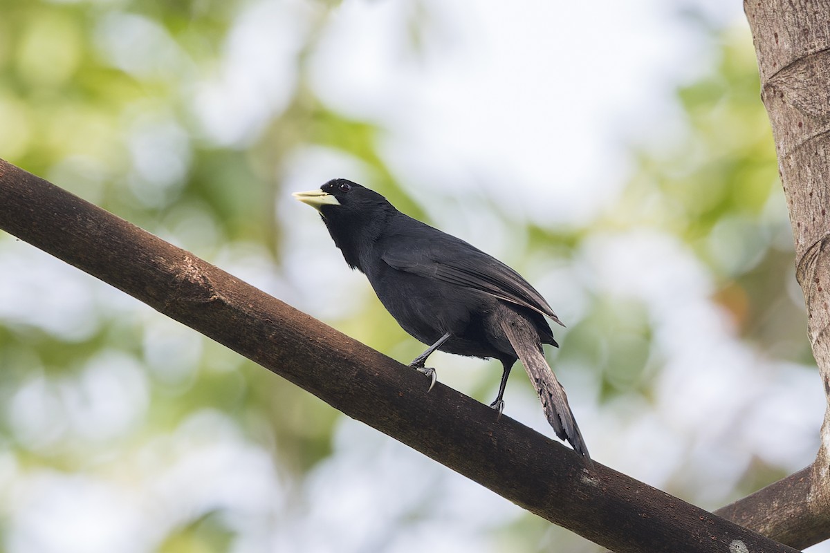 Solitary Black Cacique - ML647064605