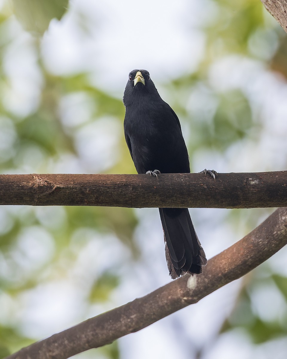 Solitary Black Cacique - ML647064606