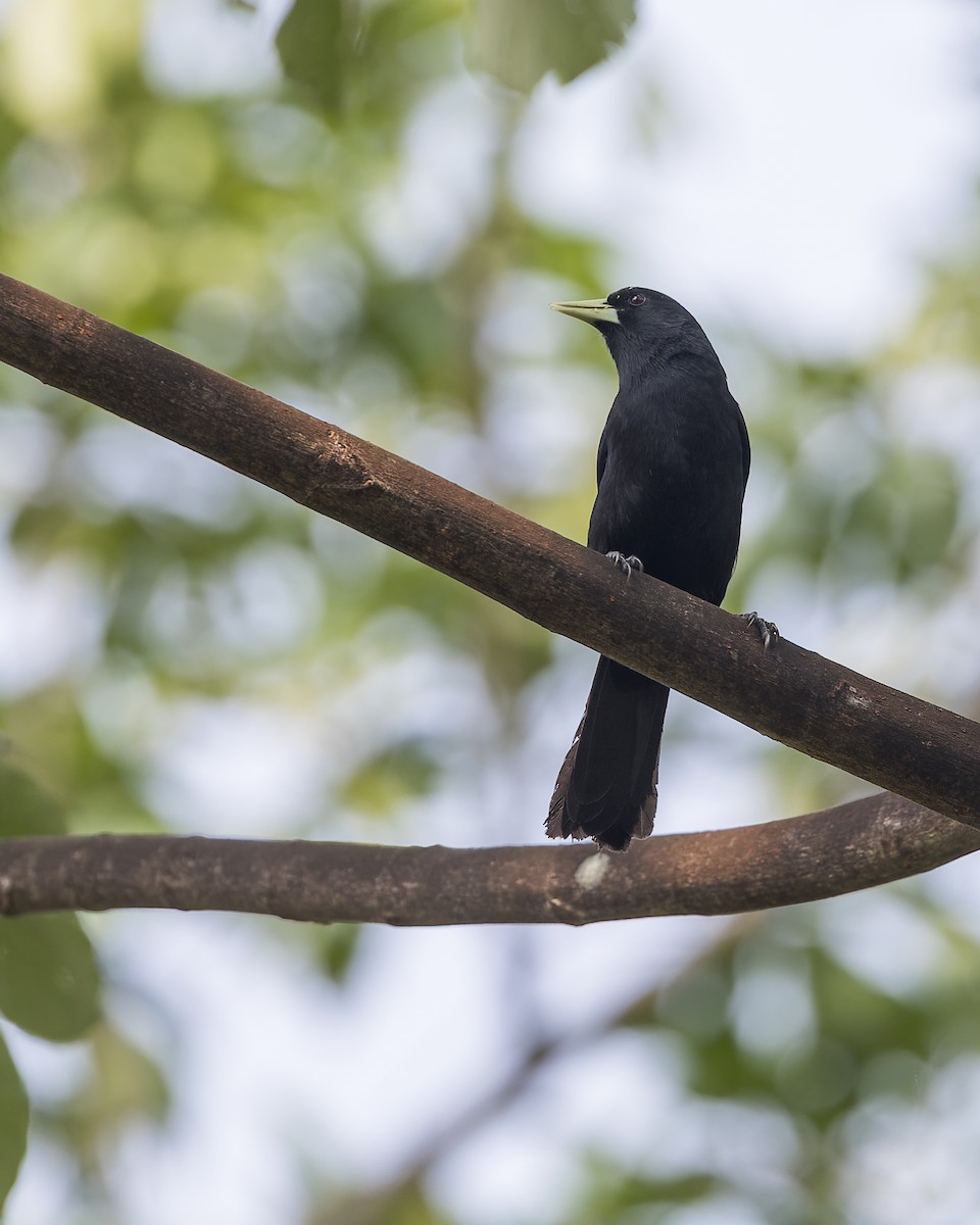 Solitary Black Cacique - ML647064607