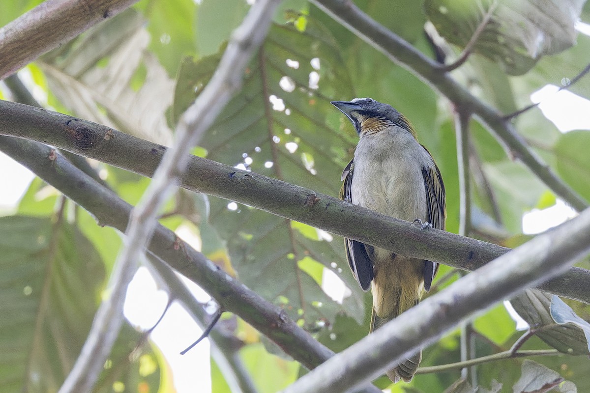 Buff-throated Saltator - ML647064610