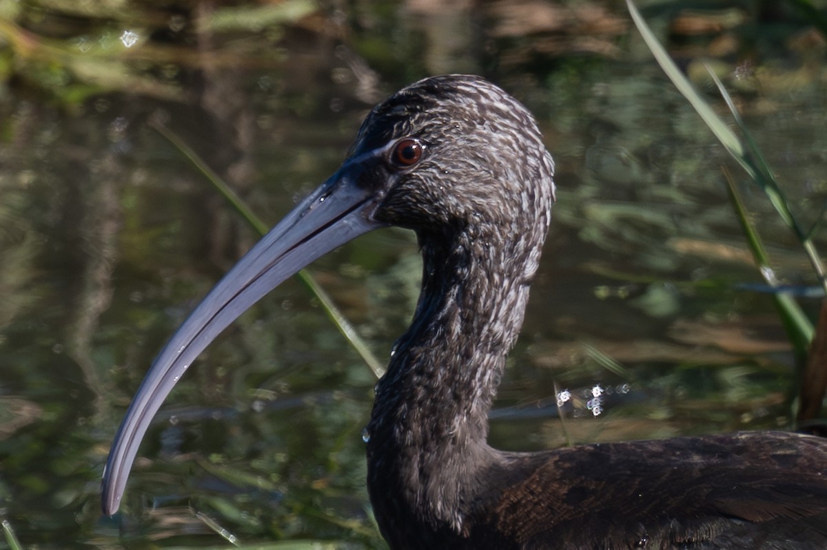 Beltzaran musuzuria - ML647064623