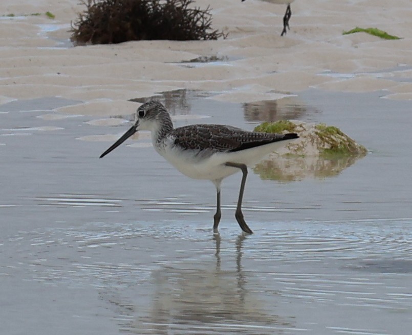 Chevalier aboyeur - ML647064625