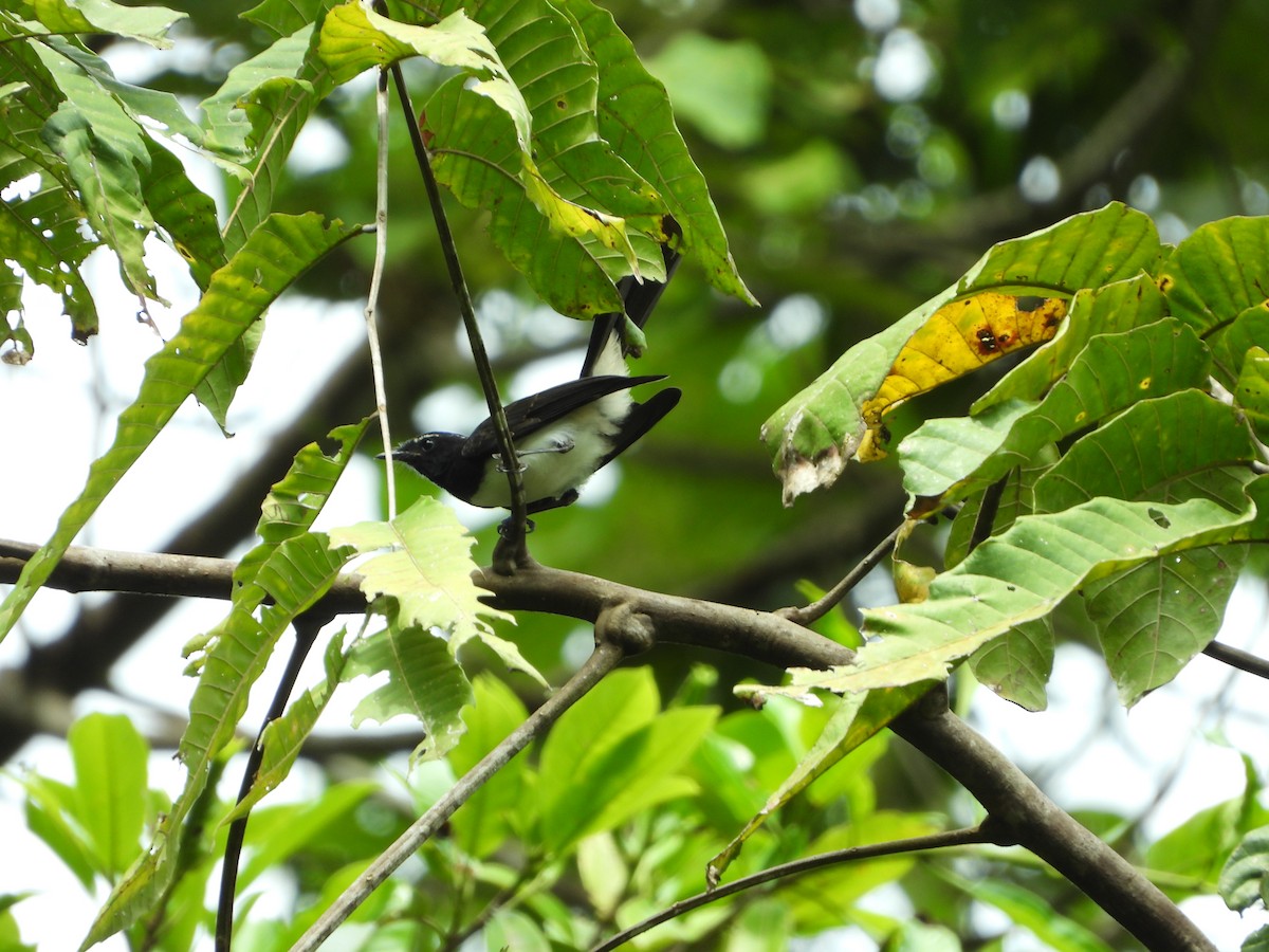 Willie-wagtail - ML647064626