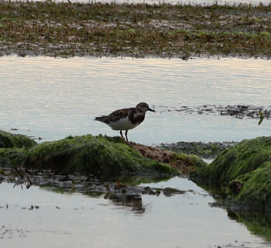 Tournepierre à collier - ML647064635