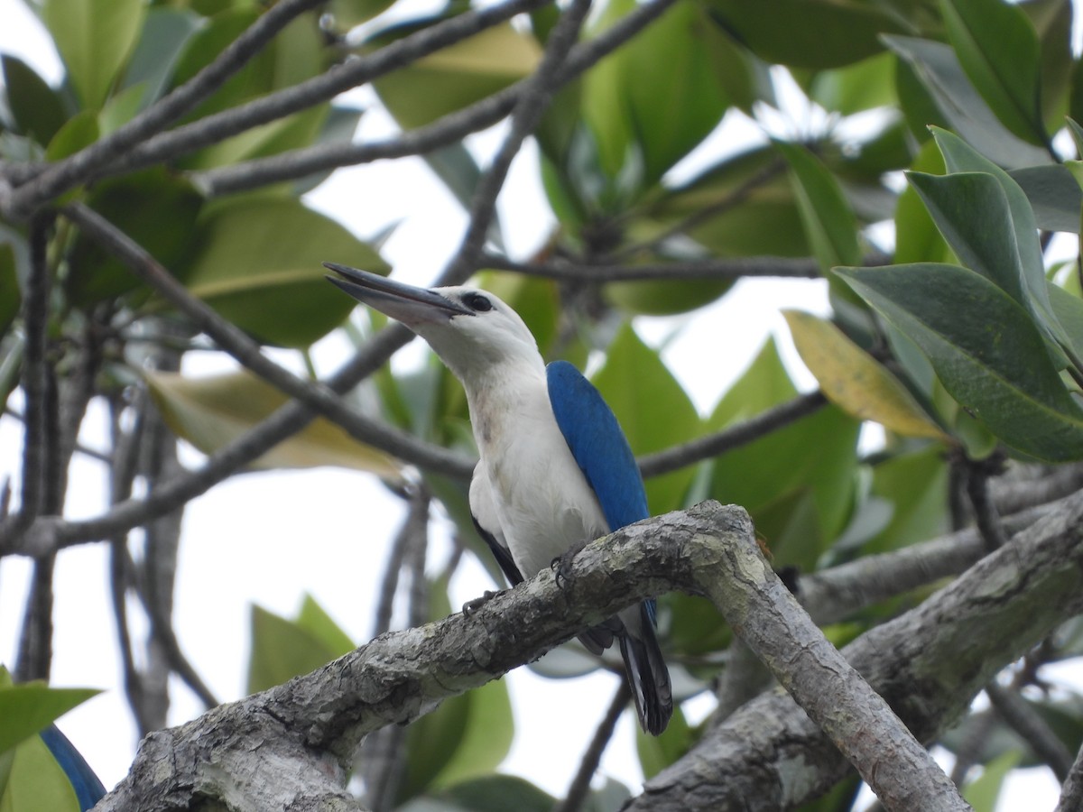 Beach Kingfisher - ML647064638