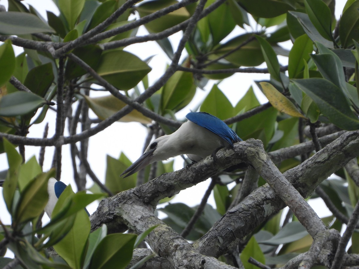 Beach Kingfisher - ML647064639