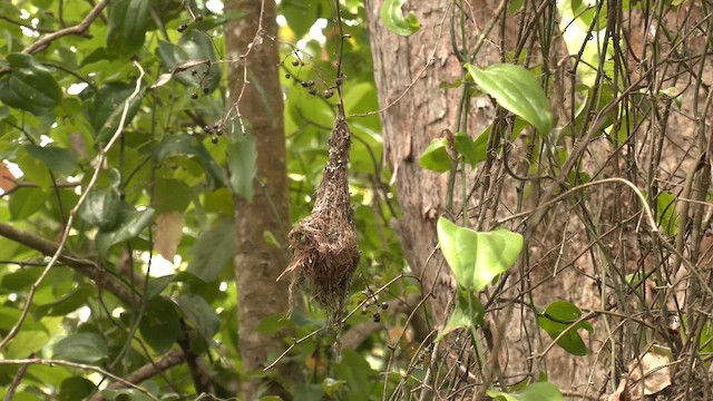 Brown Gerygone - ML647064640