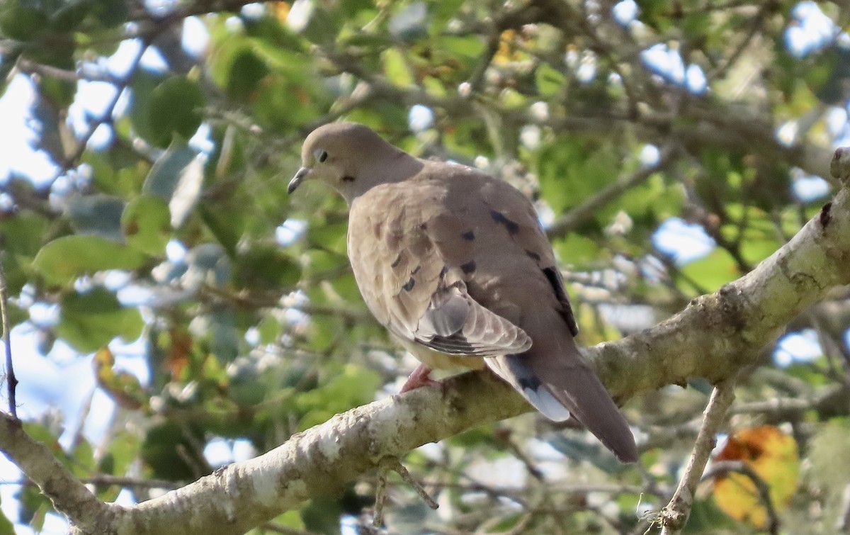 Mourning Dove - ML647064643