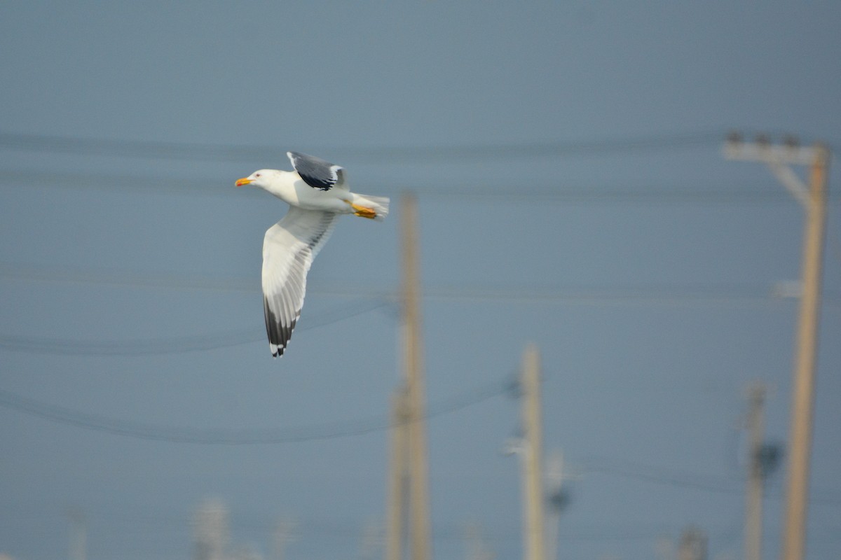 Gaviota Sombría - ML647064644