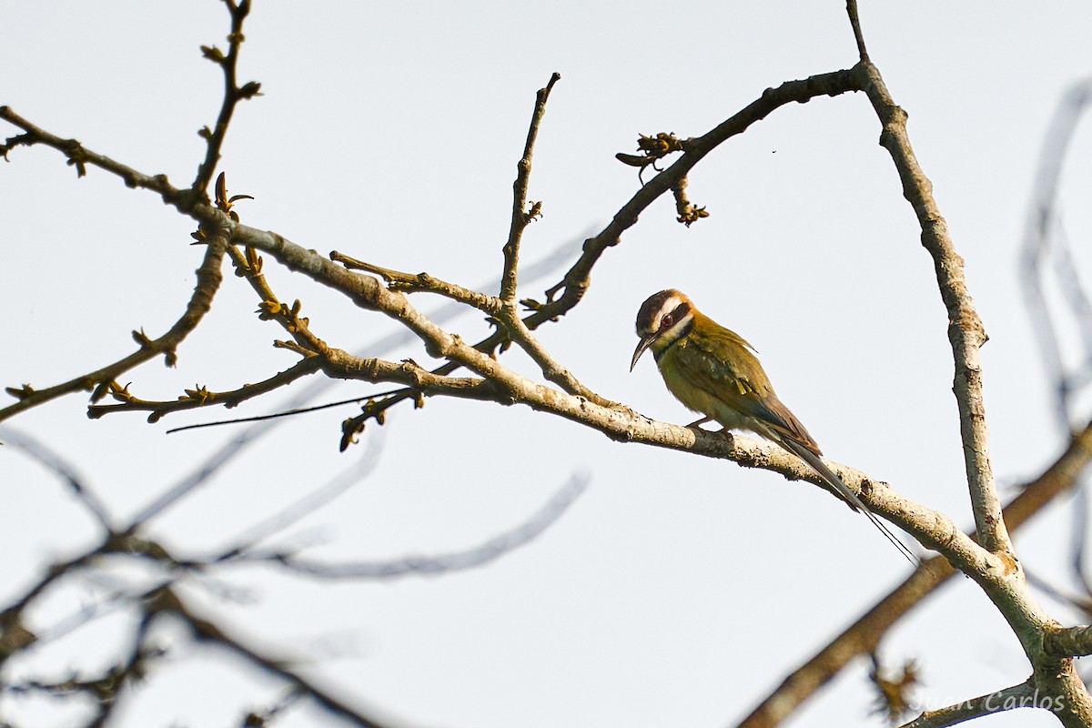 White-throated Bee-eater - ML647064646