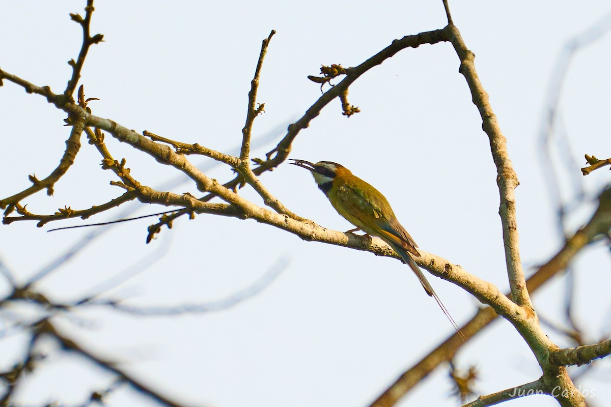 White-throated Bee-eater - ML647064647