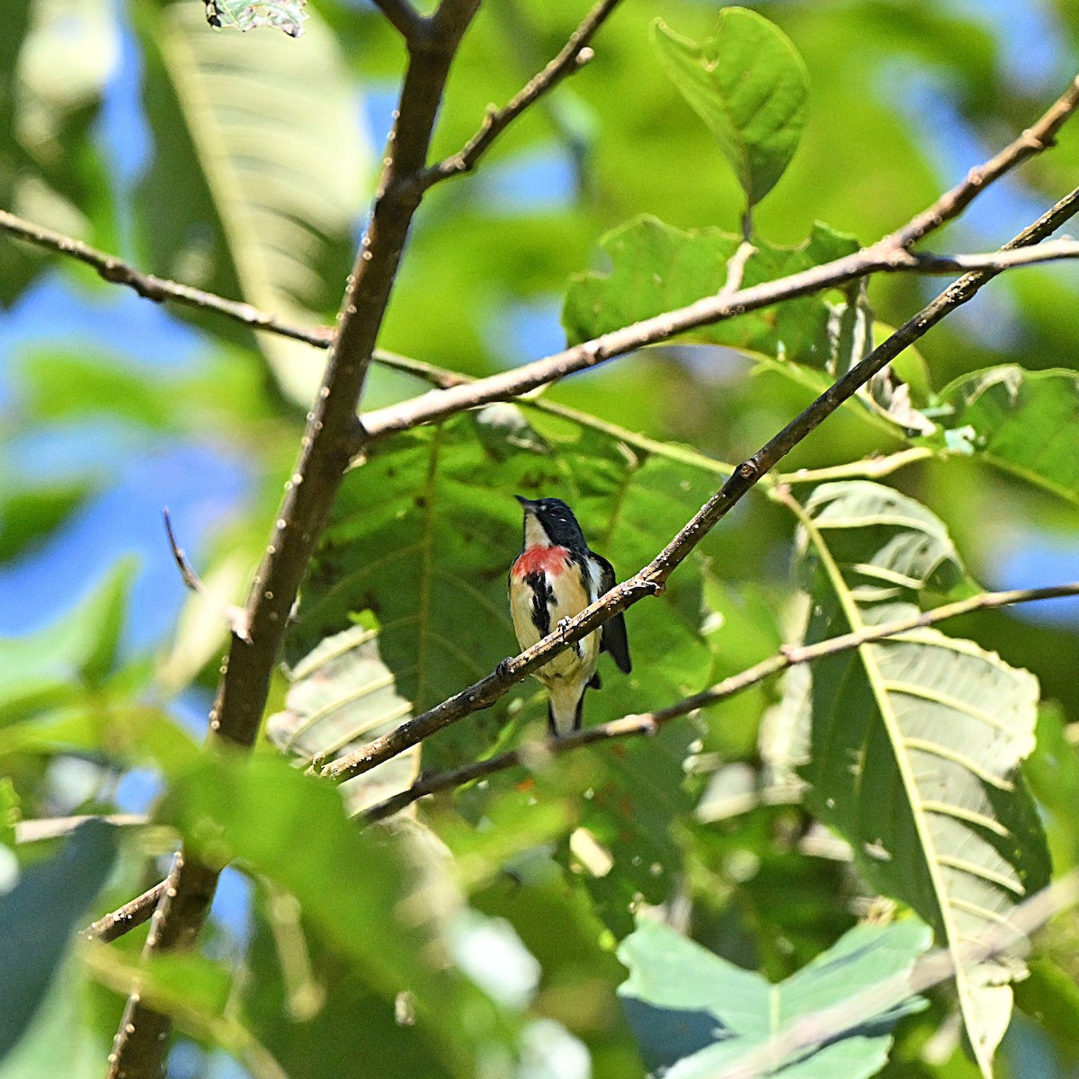 Fire-breasted Flowerpecker - ML647064650