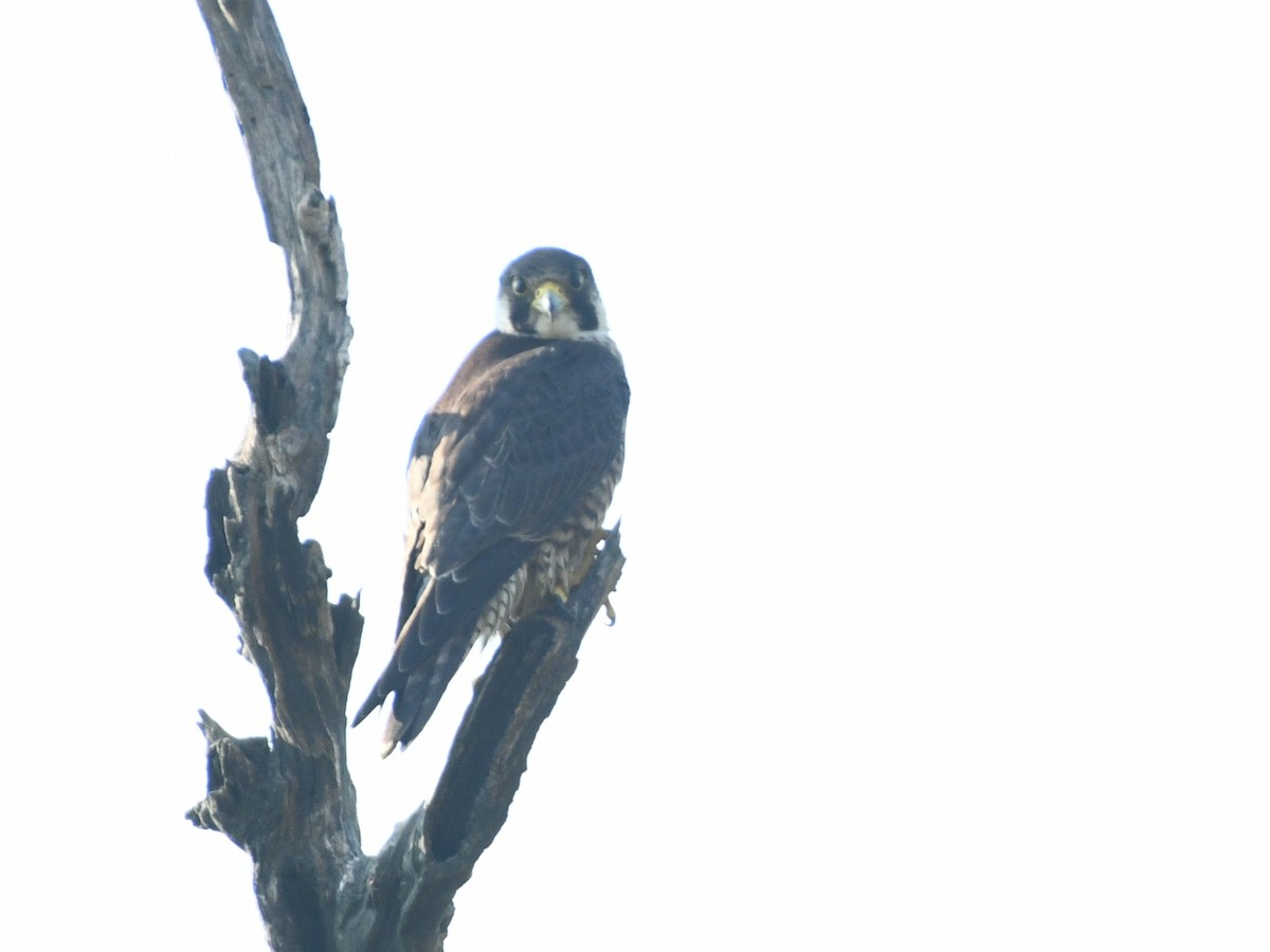 Peregrine Falcon - ML647064651