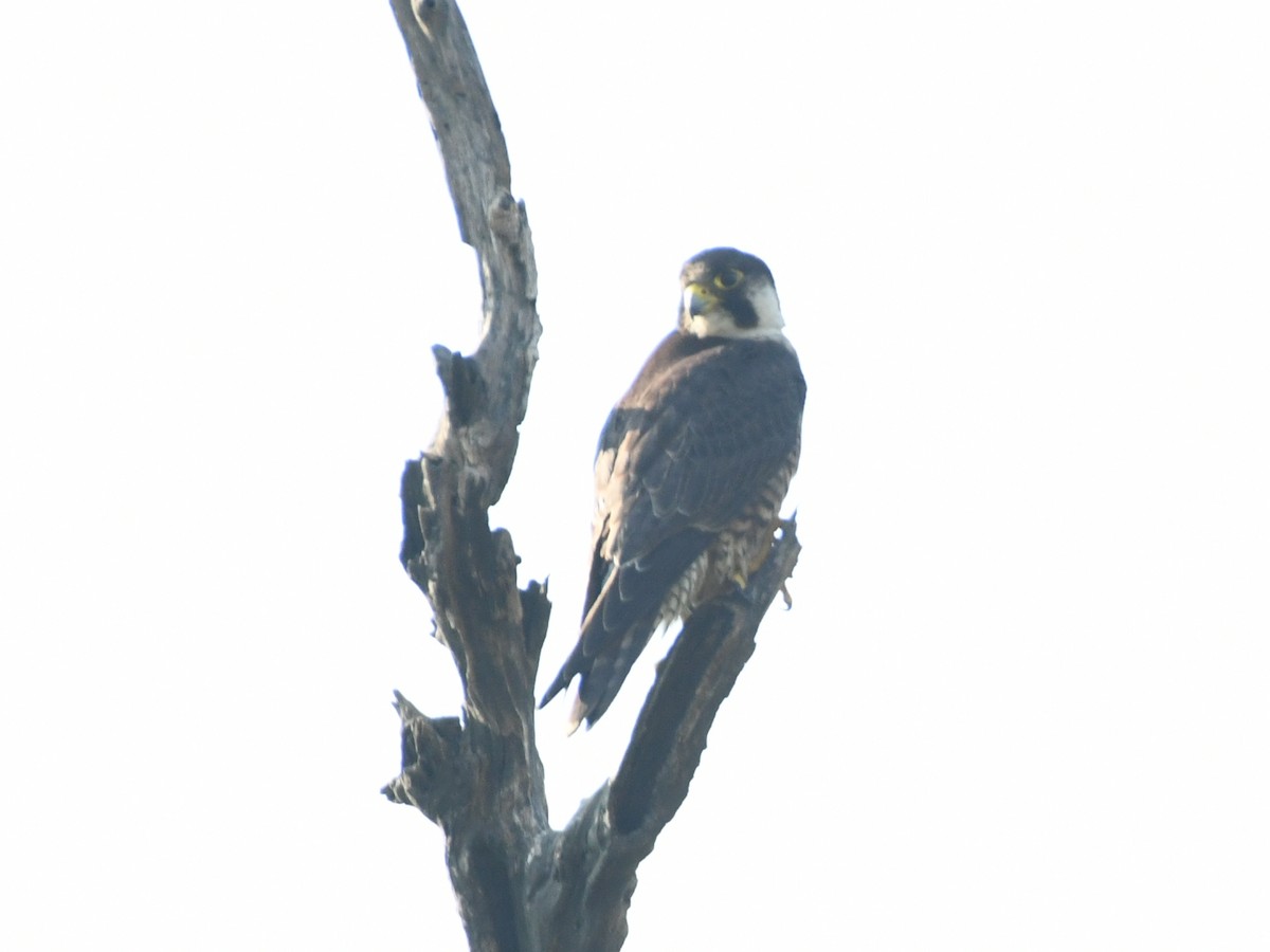 Peregrine Falcon - ML647064652