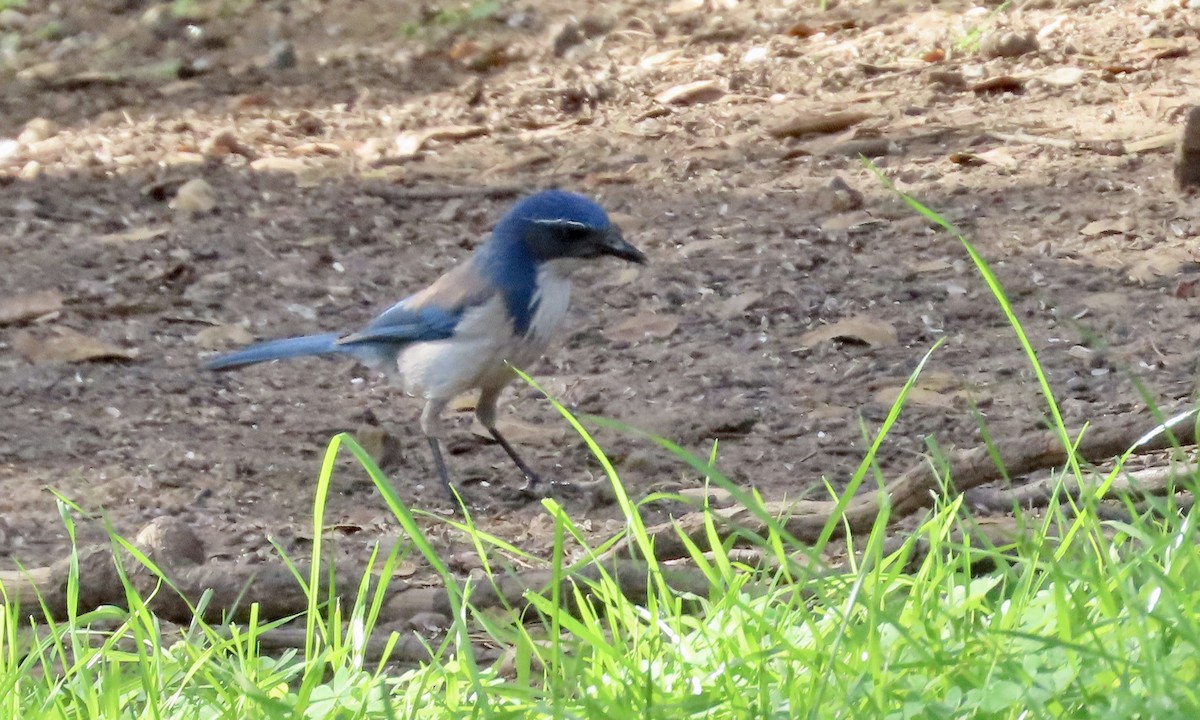 California Scrub-Jay - ML647064653