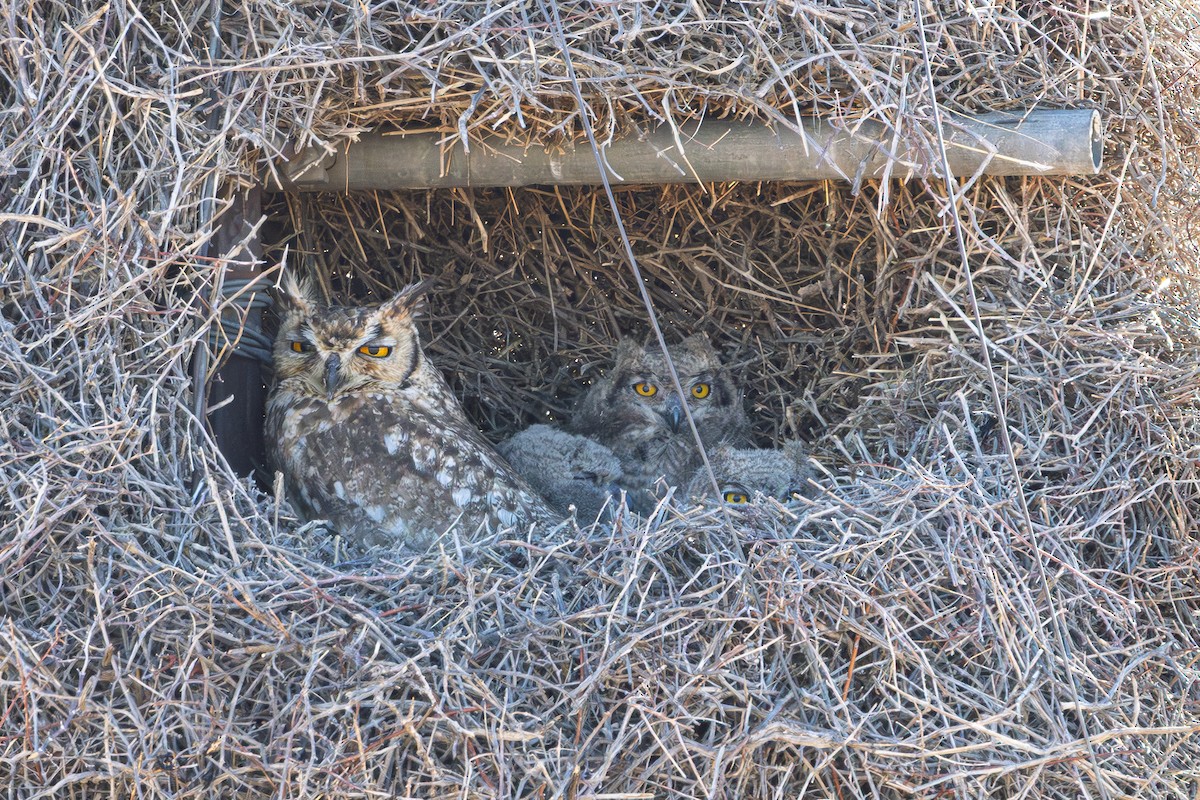 Spotted Eagle-Owl - ML647064654