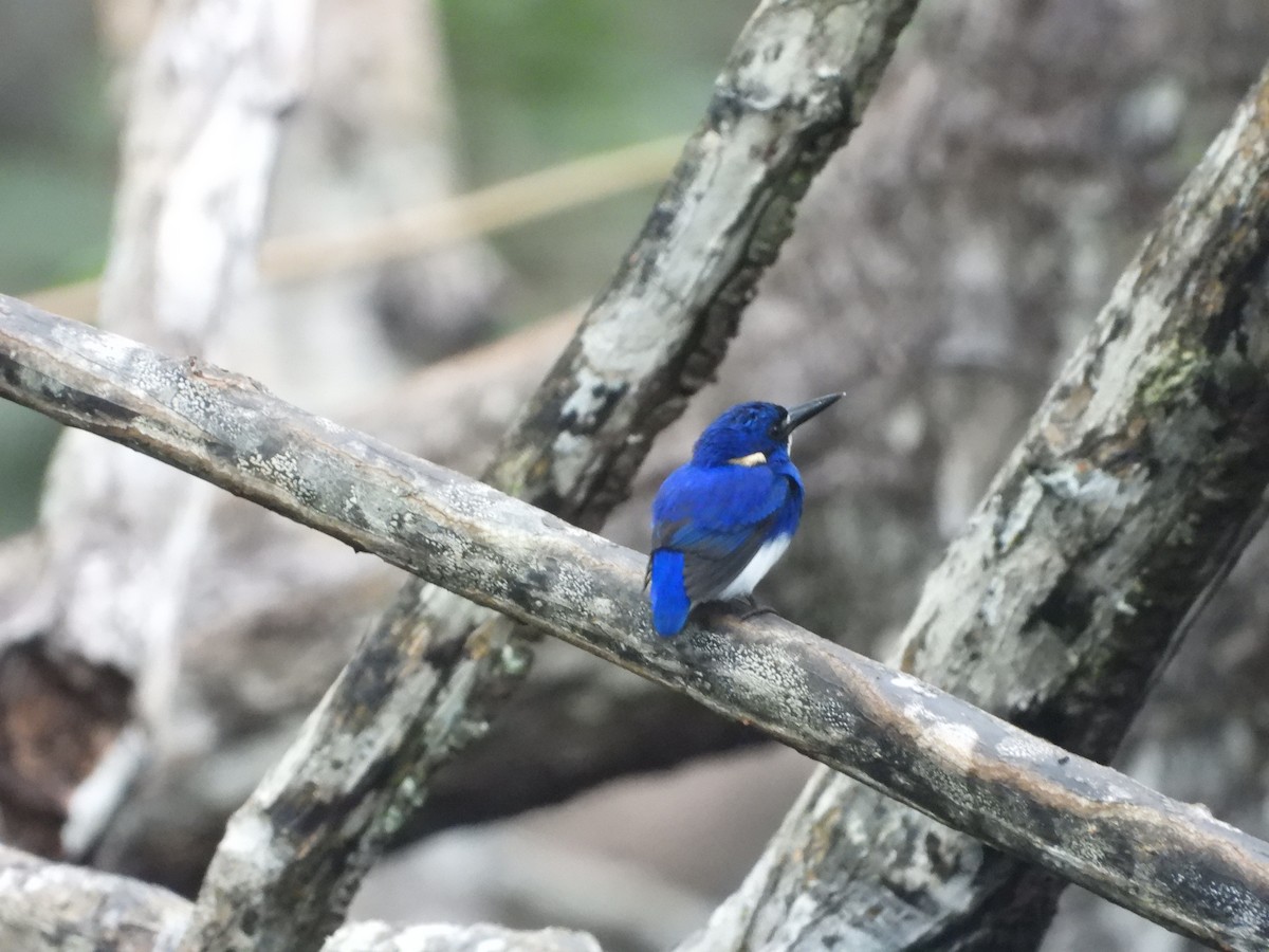 Little Kingfisher - ML647064657