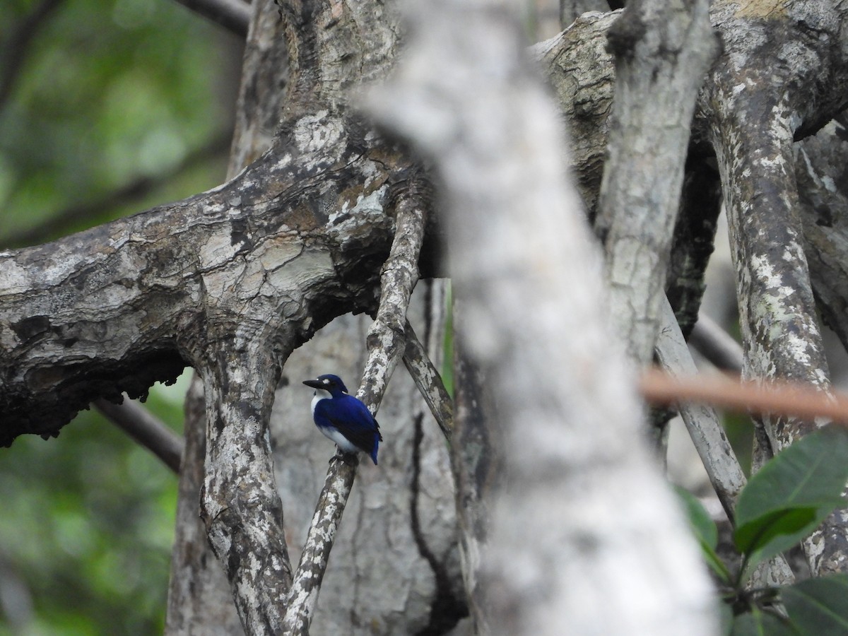 Little Kingfisher - ML647064658