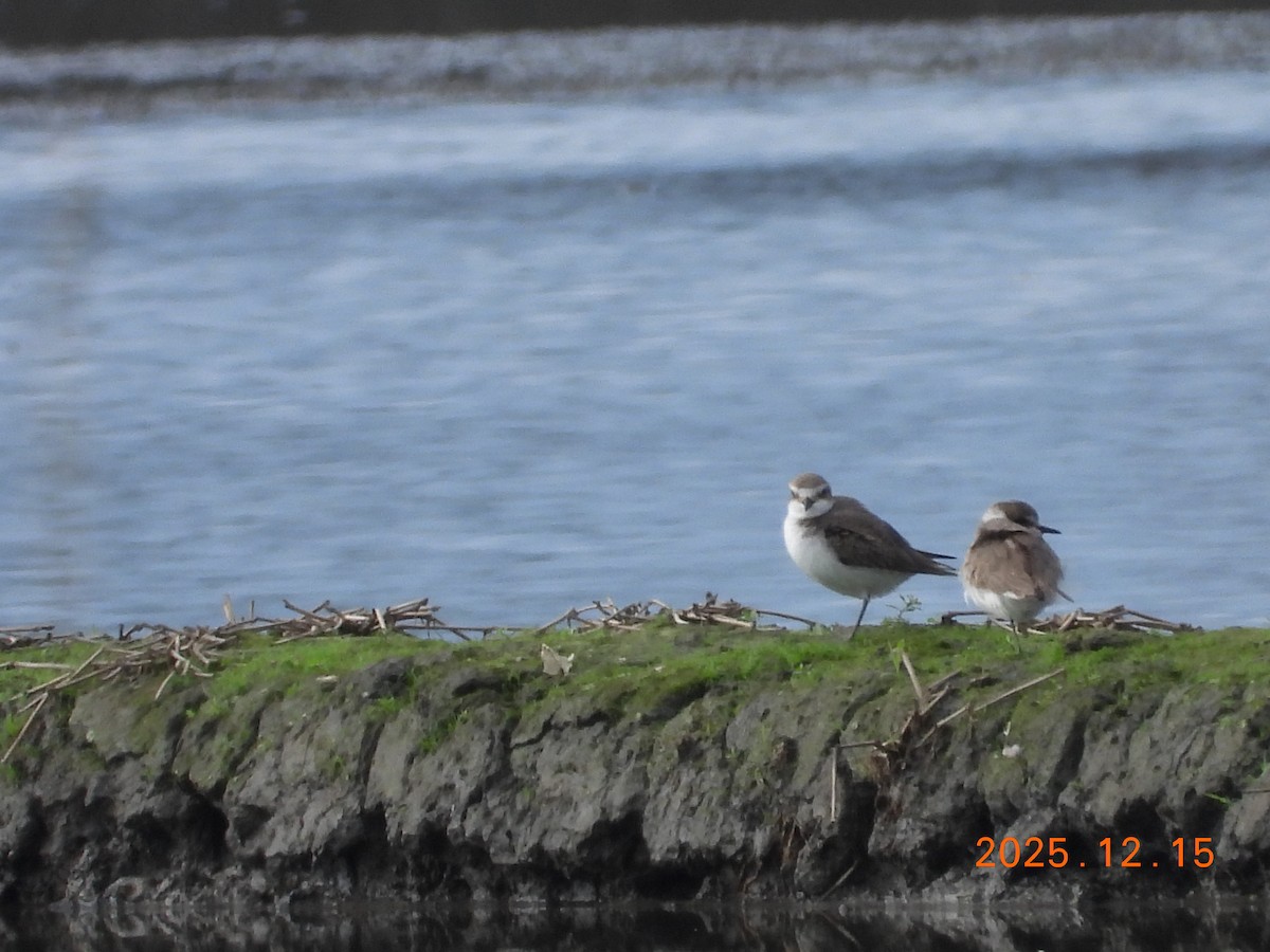 Kentish Plover - ML647064659