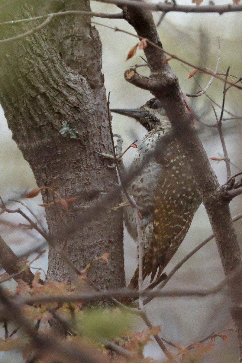 Altın Kuyruklu Ağaçkakan - ML647064669