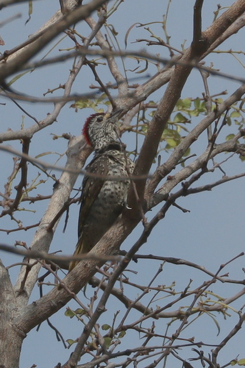 Benekli Küçük Ağaçkakan [cailliautii grubu] - ML647064670