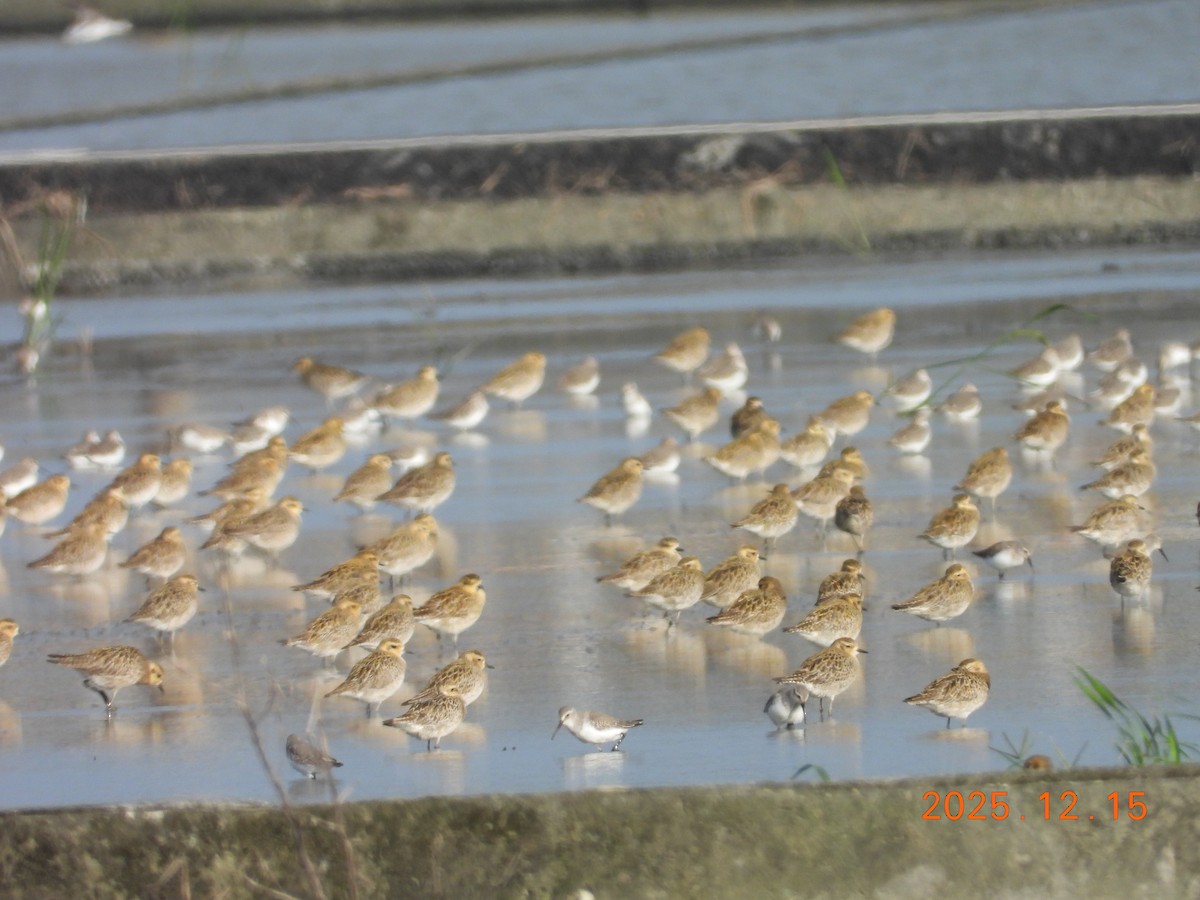 Küçük Altın Yağmurcun - ML647064674